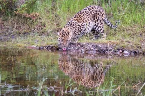 Amur Leopard Drinking from a Pool with Reflection 1 Stock Photos