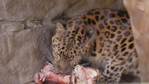 Amur leopard eating a meal Stock Footage 307054516