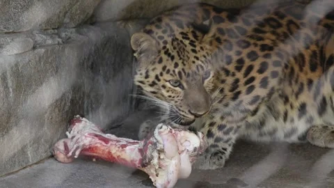 Amur leopard eating a meal Stock Footage 307054548