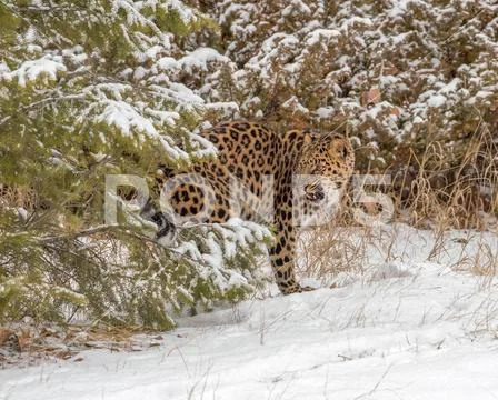 Amur Leopard emerging from between the Trees Stock Photos