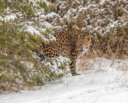 Amur Leopard emerging from between the Trees Stock Photos