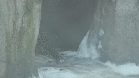 Amur Leopard Stock Footage 86657616