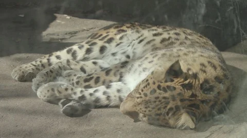 Amur Leopard Stock Footage 86657709