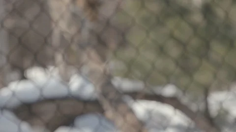 Amur Leopard Stock Footage 86657970
