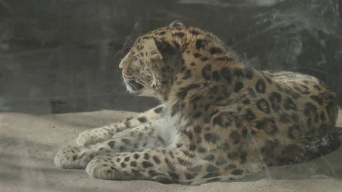 Amur Leopard Stock Footage 86658187