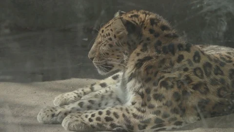 Amur Leopard Stock Footage 86658188