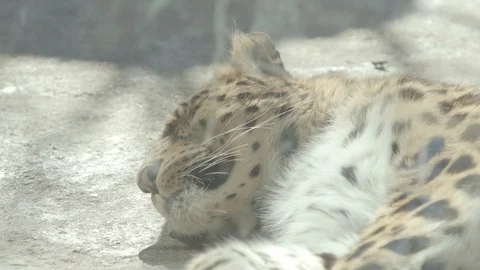 Amur Leopard Stock Footage 86658331