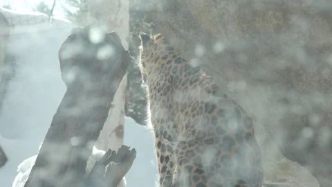 Amur Leopard Stock Footage 86658339