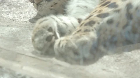 Amur Leopard Stock Footage 86658391