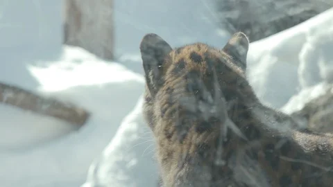 Amur Leopard Stock Footage 86661040