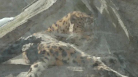 Amur Leopard Stock Footage 86661072