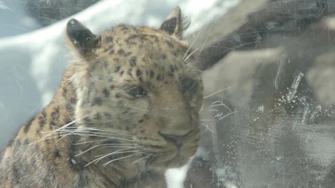 Amur Leopard Stock Footage 86661182