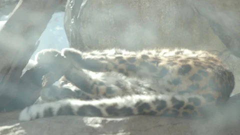Amur Leopard Stock Footage 86661262