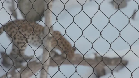 Amur Leopard Stock Footage 86661294