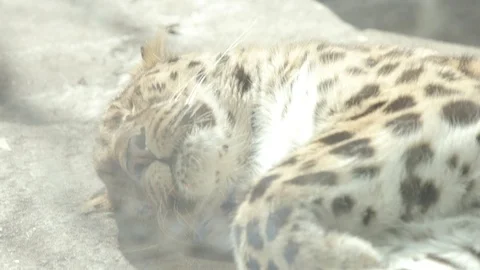 Amur Leopard Stock Footage 86661319