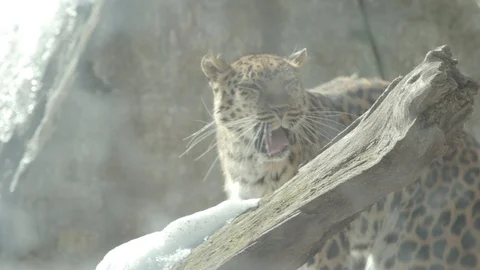 Amur Leopard Stock Footage 86661320