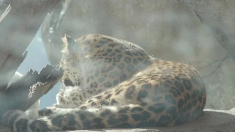 Amur Leopard Stock Footage 86661386