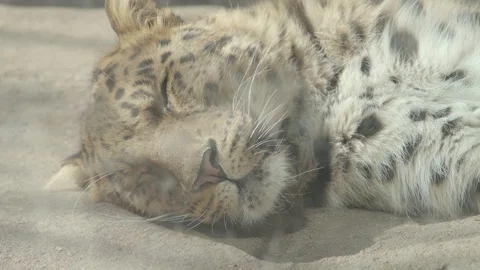 Amur Leopard Stock Footage 86661395