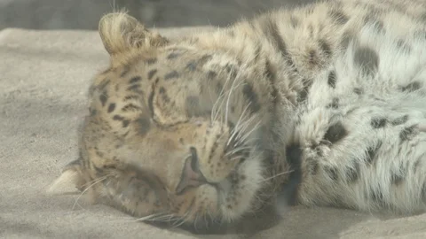 Amur Leopard Stock Footage 86661478
