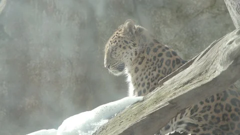 Amur Leopard Stock Footage 86661499