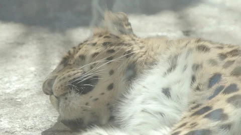 Amur Leopard Stock Footage 86661508