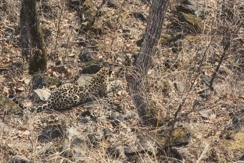 Amur leopard in the forest of far eastern Russia Stock Photos