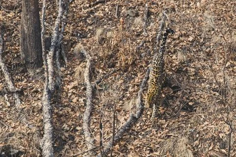 Amur leopard in the forest of far eastern Russia Stock Photos