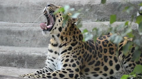 Amur leopard having rest Stock Footage 67811098