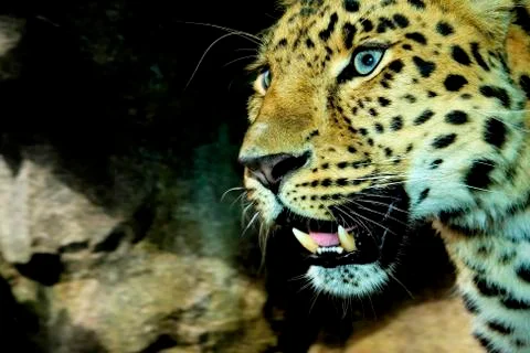 Amur leopard in high dynamic range hdr Stock Photos