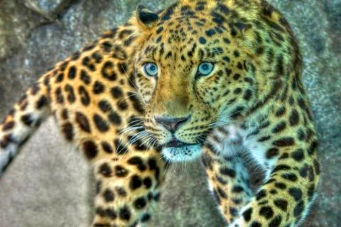 Amur leopard in high dynamic range hdr Stock Photos