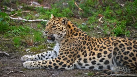 Amur leopard laying on the ground 動画素材 219932822