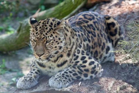 Amur Leopard lying an a branch Stock Photos