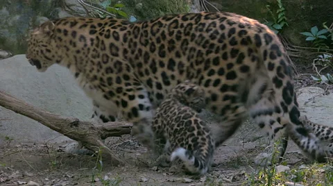 Amur leopard (Panthera pardus orientalis)with cubs playing. Stock-Footage 54233254
