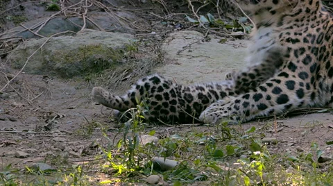Amur leopard (Panthera pardus orientalis) with cubs playing. Stock-Footage 54248830