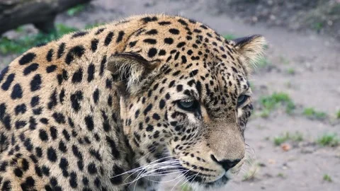 Amur leopard (Panthera pardus orientalis) Stock Footage 181673379