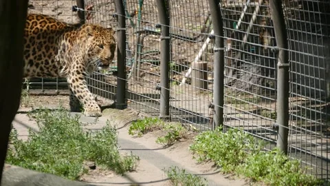 Amur leopard (Panthera pardus orientalis) Vidéo 221318302