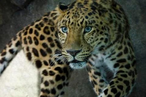 Amur leopard Stock Photos
