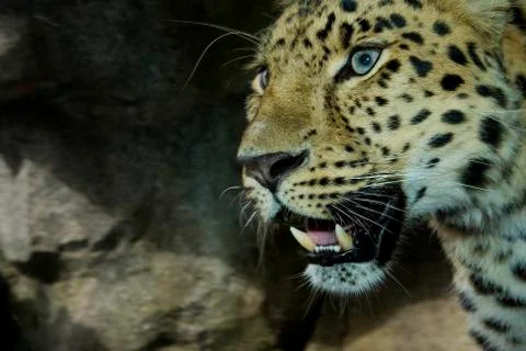 Amur leopard Stock Photos