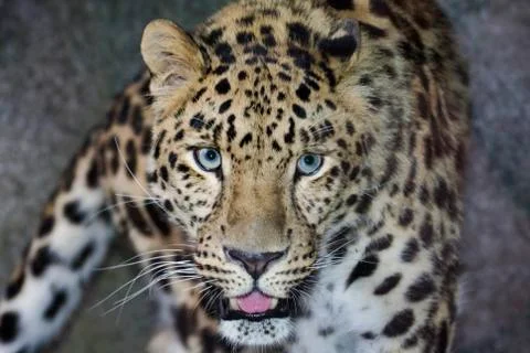 Amur leopard Stock Photos