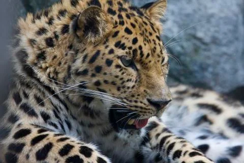 Amur leopard Stock Photos