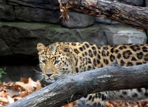 Amur leopard Stock Photos