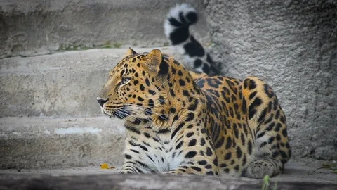 Amur leopard rests between rocks Stock Footage 90085389