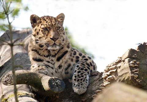 Amur Leopard sitting on a tree branch Stock Photos