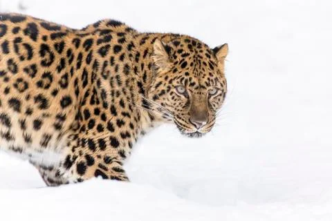 Amur Leopard In The Snow Stock Photos