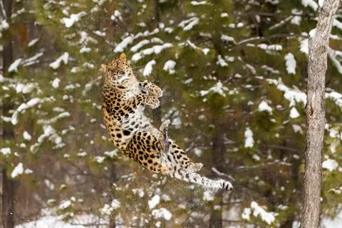 Amur Leopard In The Snow Stock Photos