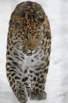 Amur leopard in the snow Stock Photos