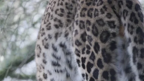 Amur leopard with spotted fur resting in captivity Stock Footage 326701868