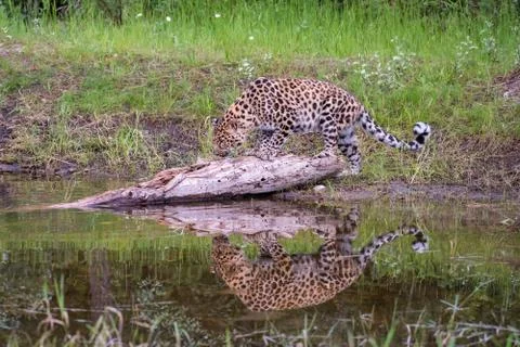 Amur Leopard Walking along Tree Fallen in Water with Reflection Stock Photos