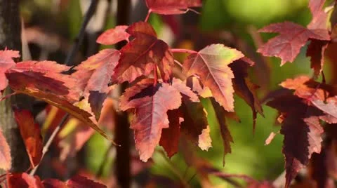 Amur maple (Acer tataricum subsp. ginnala) Stock Footage 12924901