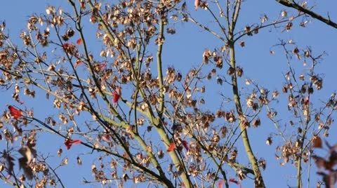 Amur maple (Acer tataricum subsp. ginnala) Stock Footage 12925554